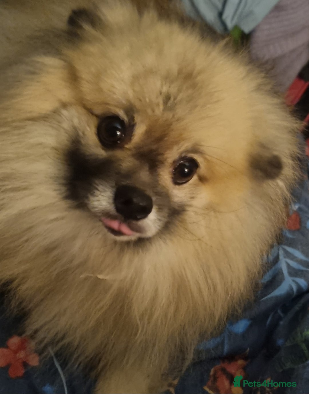 Pomeranian dogs for sale: Pomeranian  - Image 3