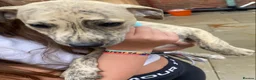 Mixed Breed dogs for sale: Saluki grayhound x kc whippet  - Advert 4