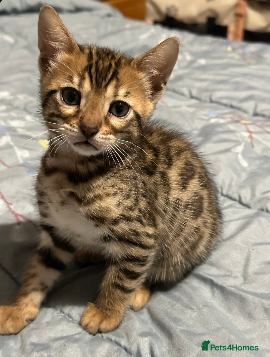 Bengal cats Stunning pure breed Bengal kittens - Advert 2