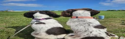 English Springer Spaniel dogs for sale: Sisters 2 years old  - Advert 4
