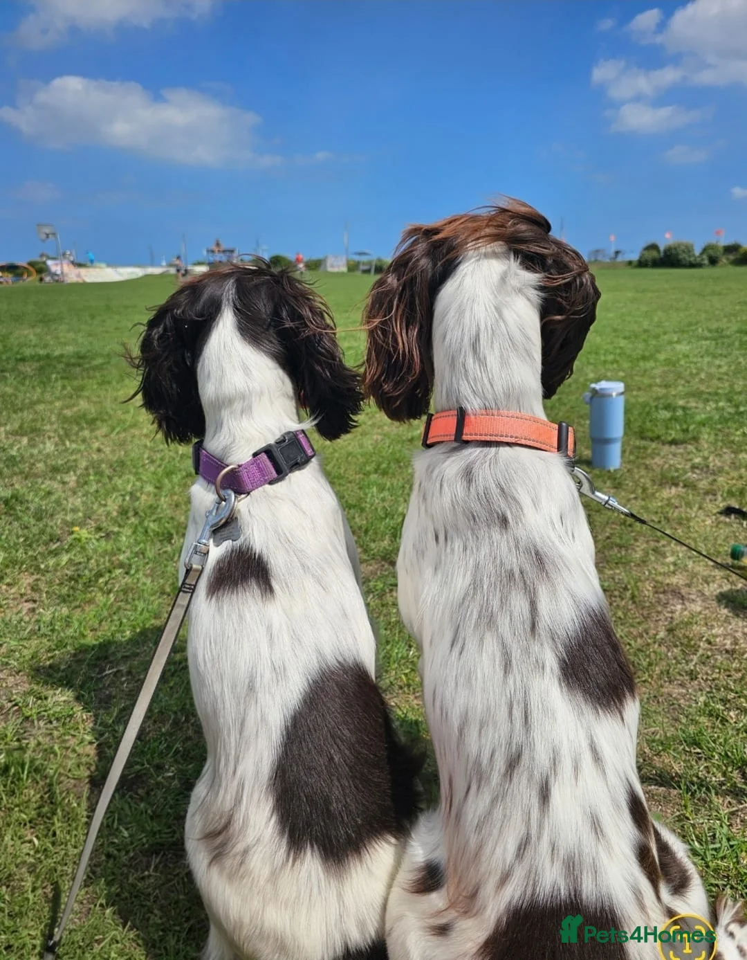 English Springer Spaniel dogs for sale: Sisters 2 years old  - Advert 4