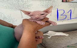 Sphynx cats for sale: 3 Sphynx boys - Image 3