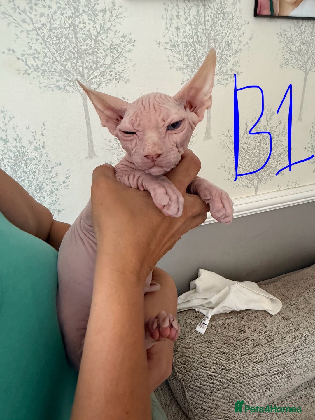 Sphynx cats for sale: 3 Sphynx boys - Image 3