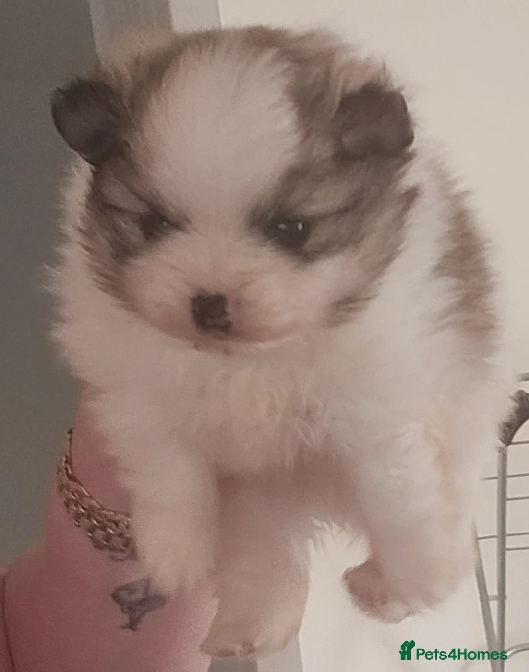 Pomeranian dogs for sale: Beautiful teddy bear pomeranian boy  - Advert 4