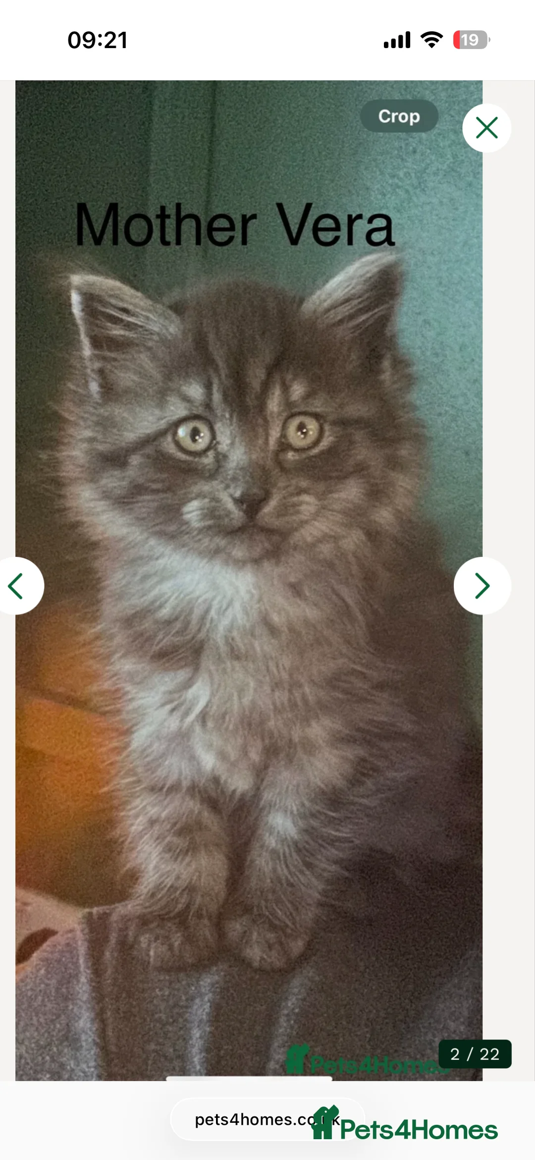 Siberian cats for sale: One pure Siberian male- 4th litter very large  - Advert 1