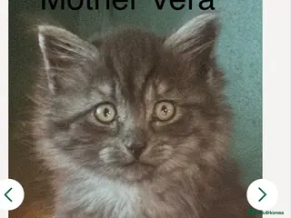 Siberian cats One pure Siberian male- 4th litter very large - Advert 1