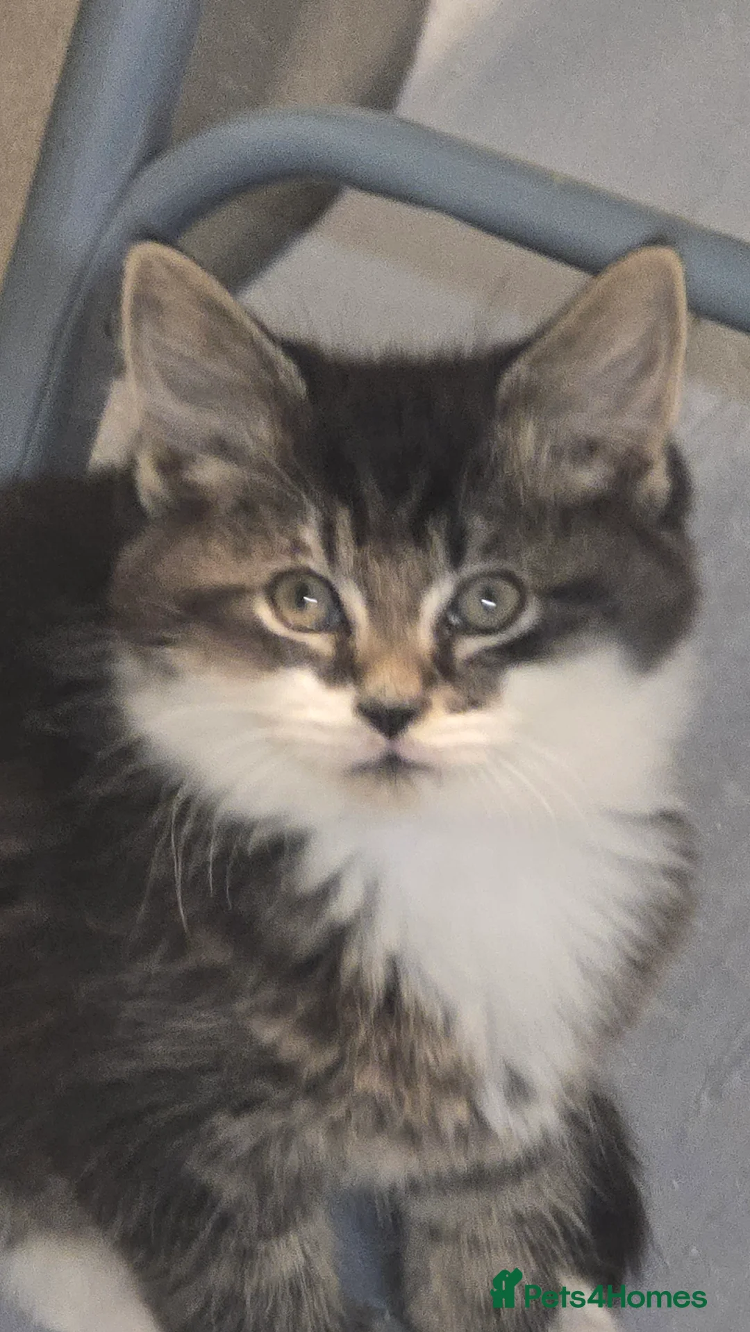 Mixed Breed cats for sale: Fluffy and Beautiful Kittens Seeking Forever Homes - Advert 4