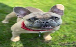 French Bulldog dogs for sale: 5* Council License breeder of 6 stunning Pups. - Image 7