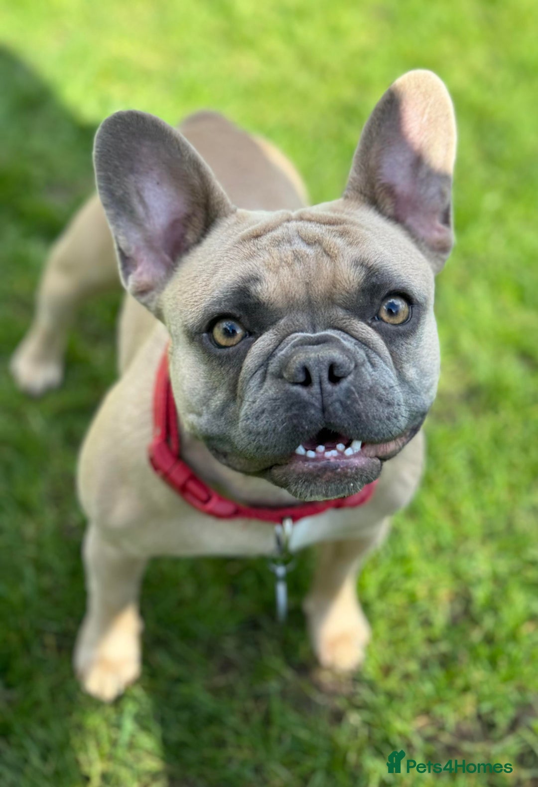 French Bulldog dogs for sale: 5* Council License breeder of 6 stunning Pups. - Image 7