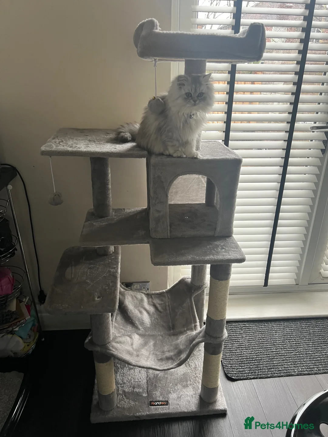 Persian cats for sale: 16wk 100% Persian Breed Male White Kitten - Advert 5