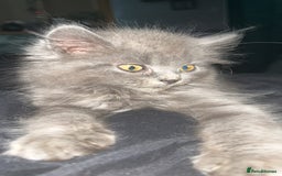 Maine Coon cats for sale: Female Mainecoon 4 years old  - Image 3