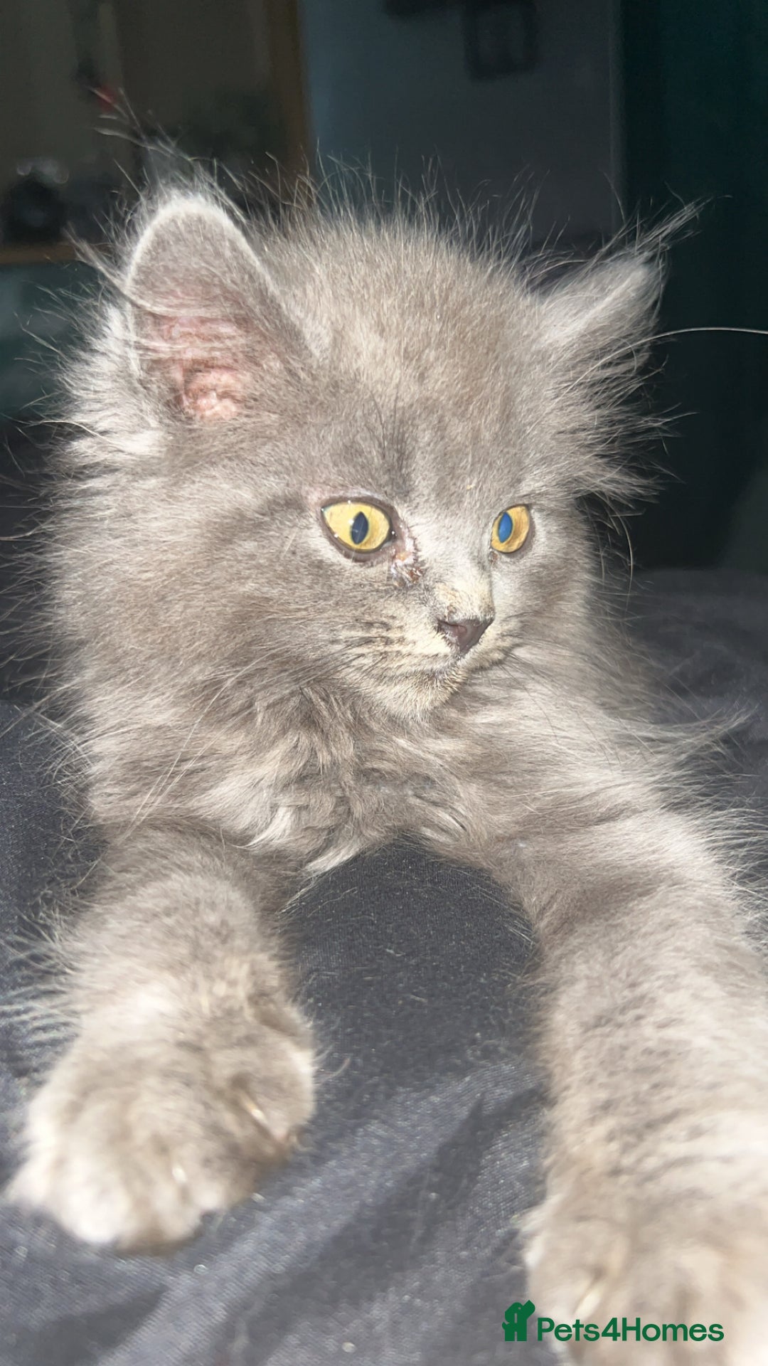 Maine Coon cats for sale: Female Mainecoon 4 years old  - Image 3