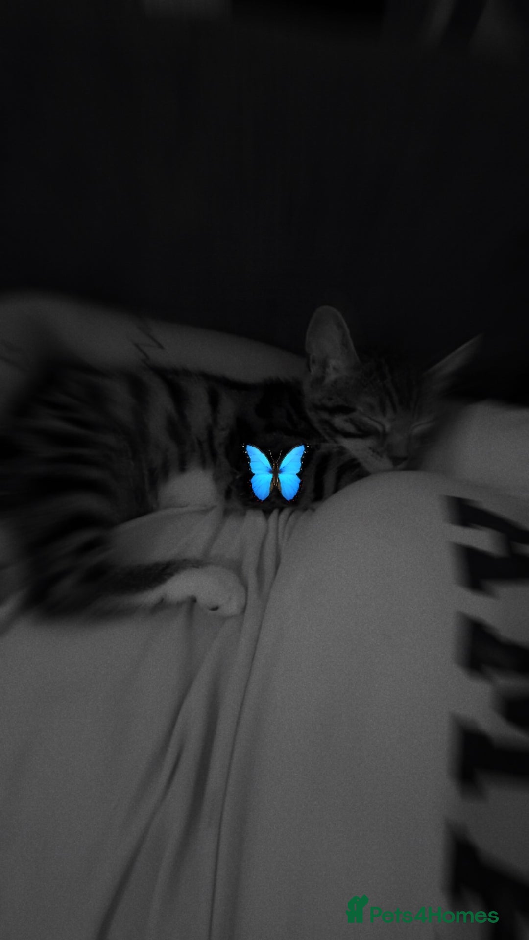 Bengal cats for sale: Winnie  - Advert 7