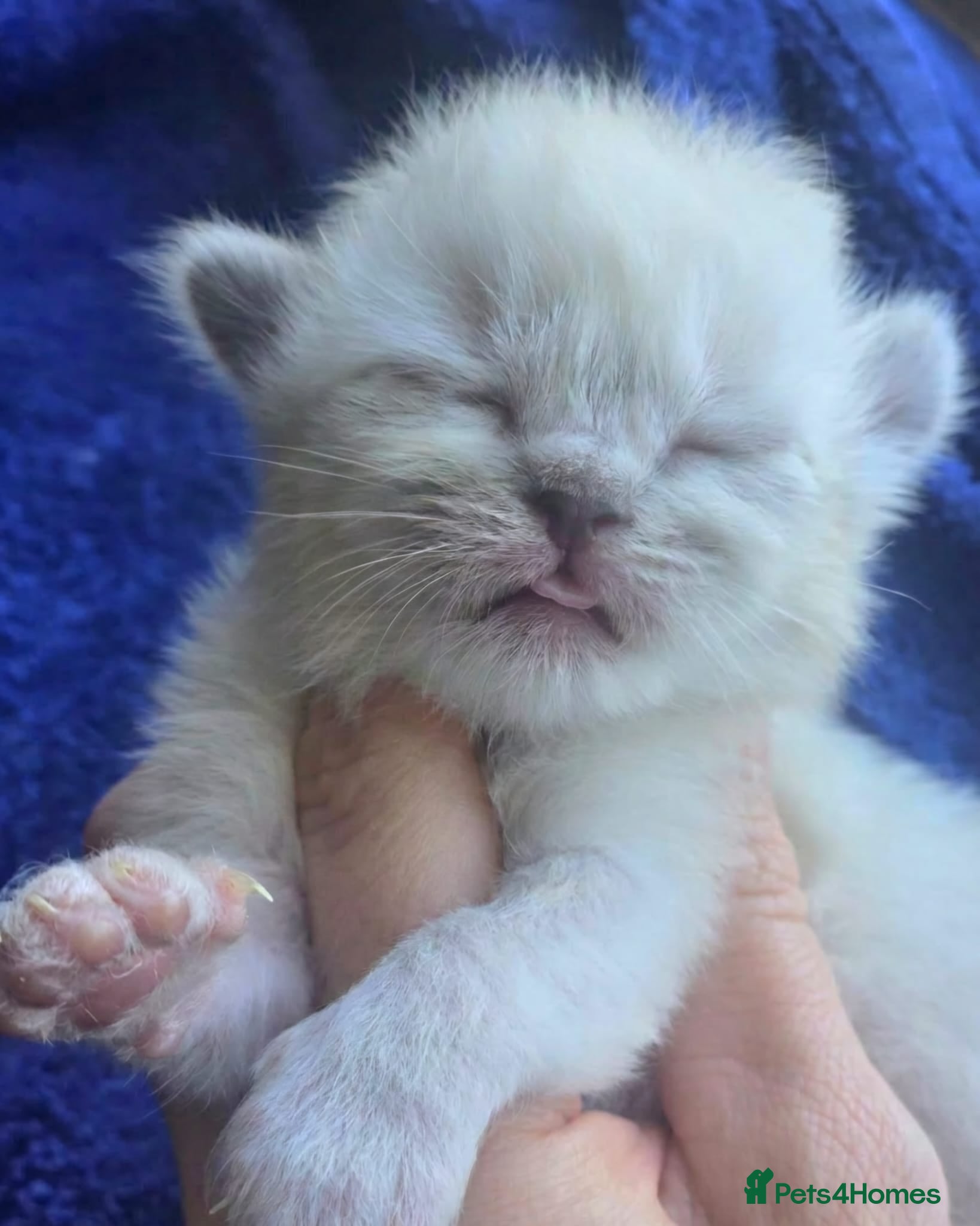 Ragdoll cats Beautiful Ragdoll Kittens  - Advert 1