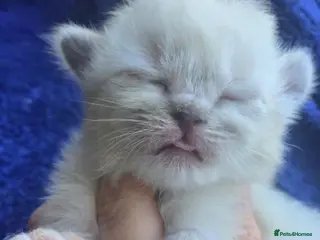 Ragdoll cats Beautiful Ragdoll Kittens - Advert 1