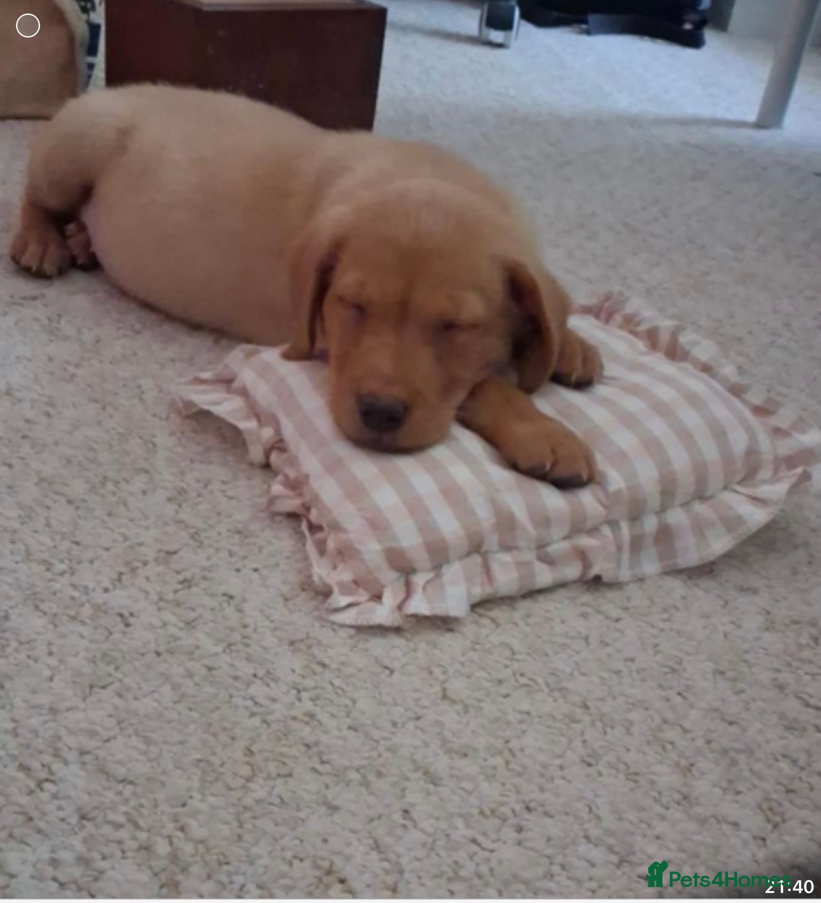 Labrador Retriever dogs Fox Red labrador - Advert 2