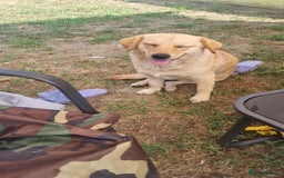 Goldador dogs for sale: Goldador x Labrottie Miniature Puppies for Sale - Advert 4