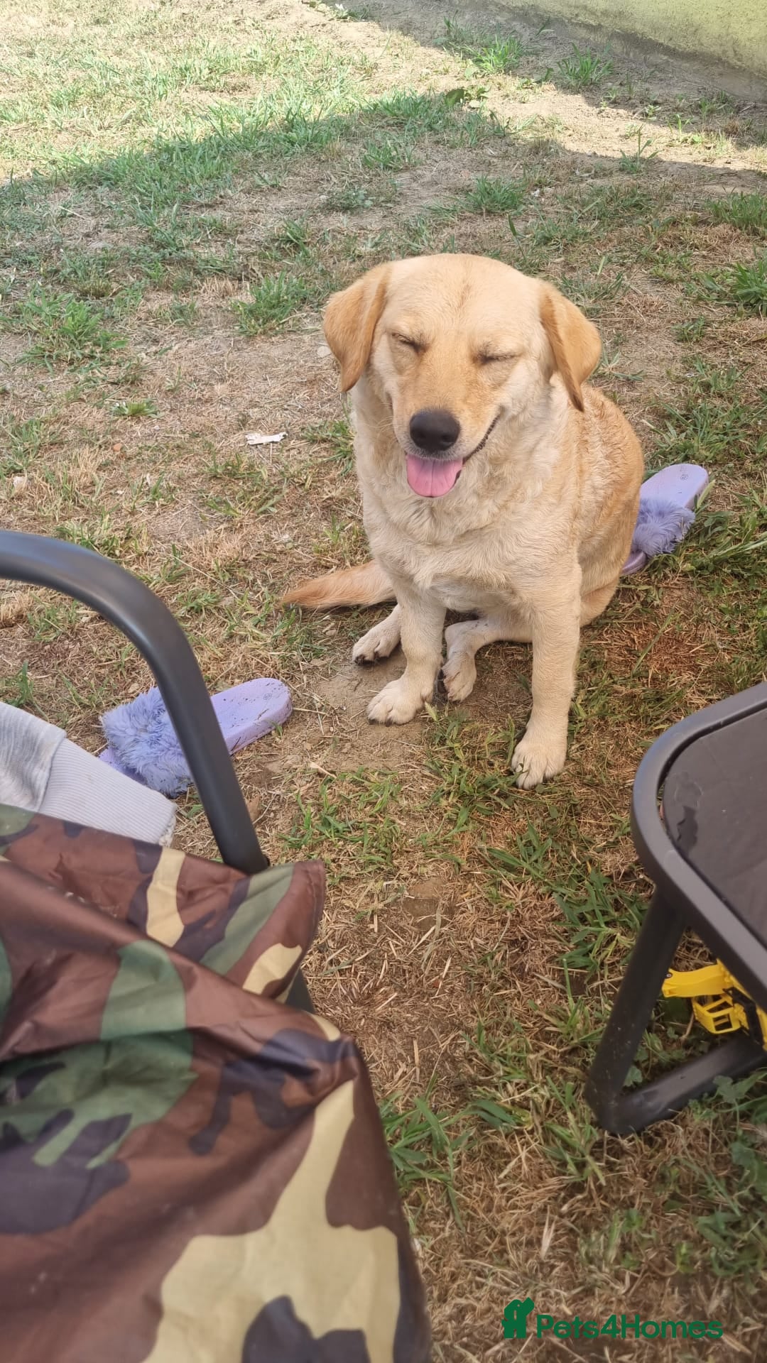 Goldador dogs for sale: Goldador x Labrottie Miniature Puppies for Sale - Advert 4