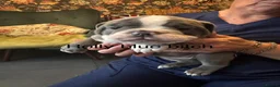 Old Tyme Bulldog dogs for sale: Old tyme bulldog - Advert 6