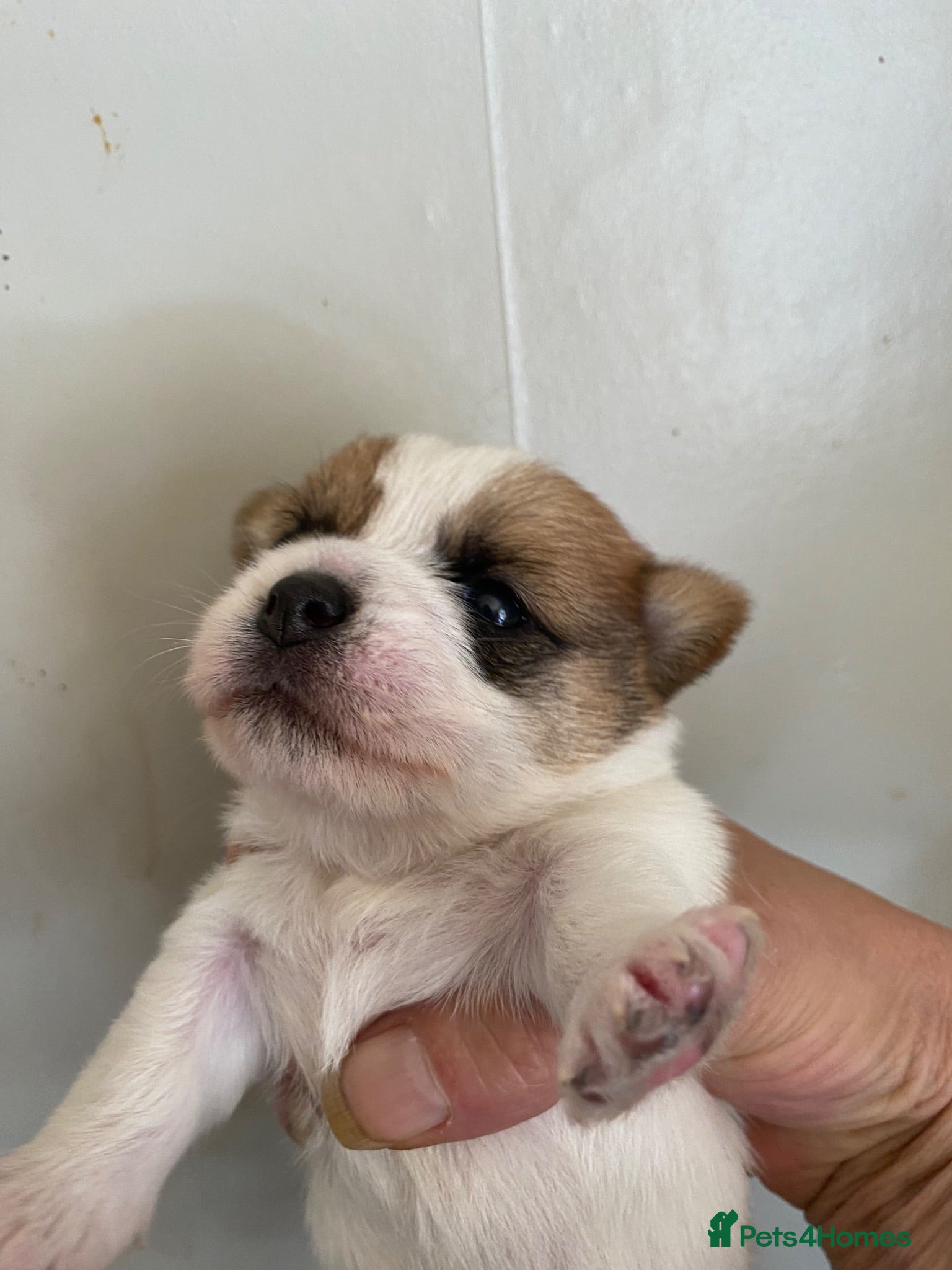Mixed Breed dogs Jack Russell beautiful litter of boys - Advert 18