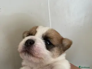 Mixed Breed dogs Jack Russell beautiful litter of boys - Advert 7