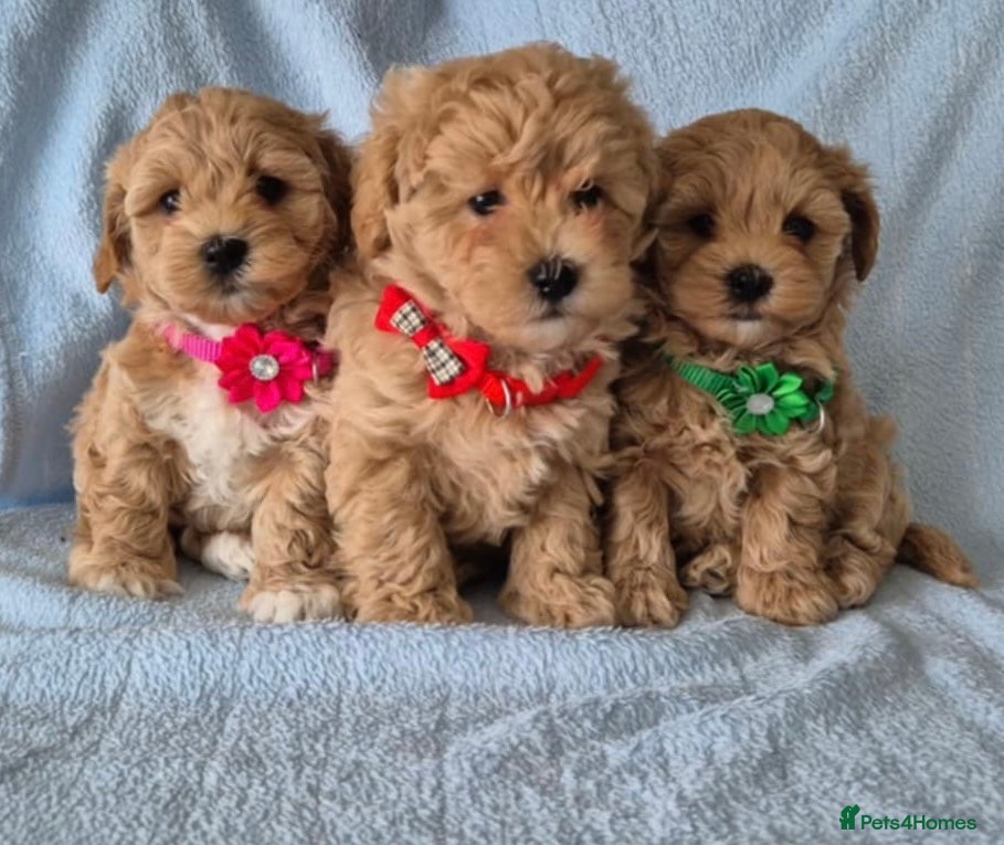Maltipoo dogs Adorable very small maltipoo puppies 🐶❤️ - Advert 11