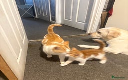 Mixed Breed cats for sale: gorgeous kittens - Image 7