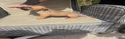 Lurcher dogs for sale: Fabulous lurcher pups  - Advert 26