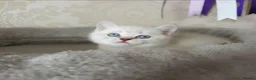 British Shorthair cats for sale: Beautiful Colourpointed Kittens - Advert 20