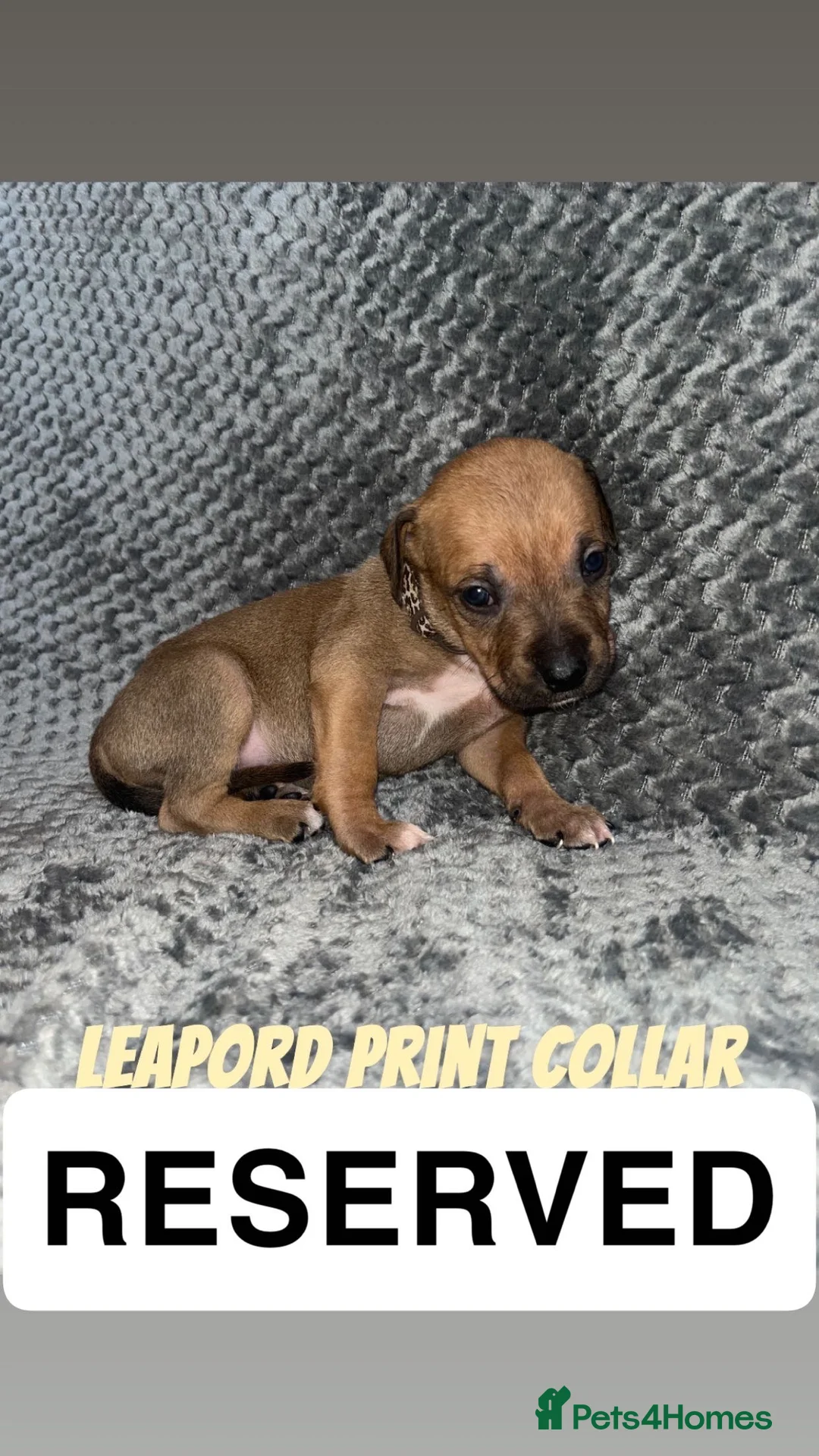 Mixed Breed dogs for sale: 2 Lurcher x Staffy pups left - READY TO LEAVE! - Advert 12
