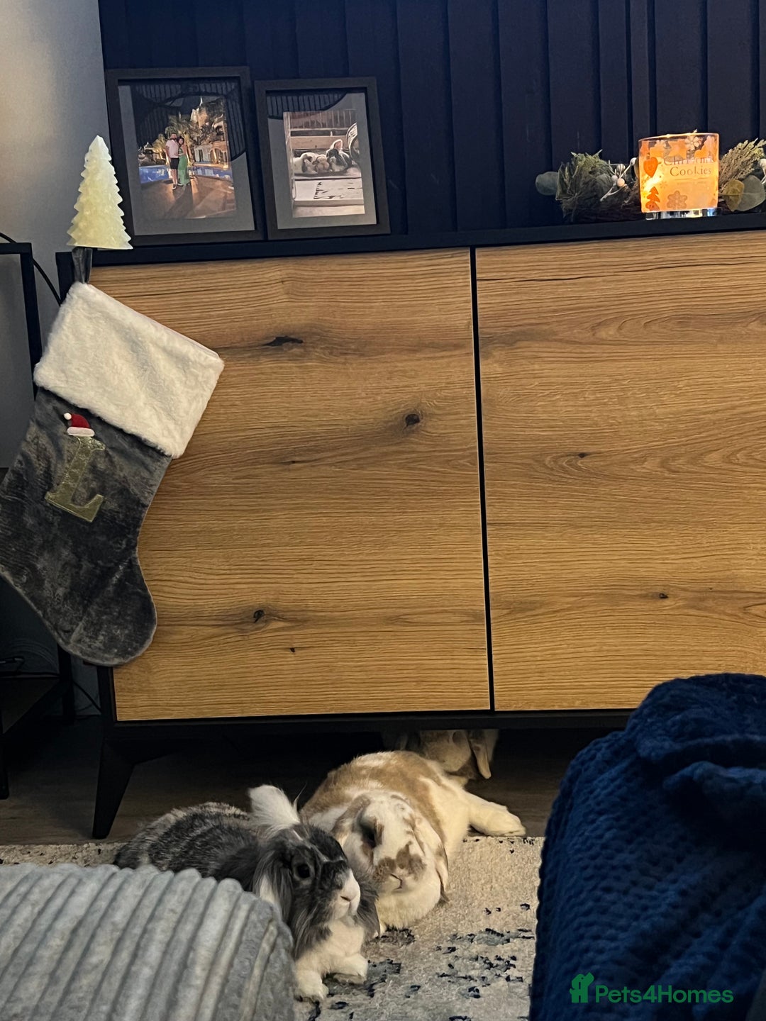 Mini Lion Lop rabbits for sale: 3 loving bonded rabbits for rehoming - Advert 3