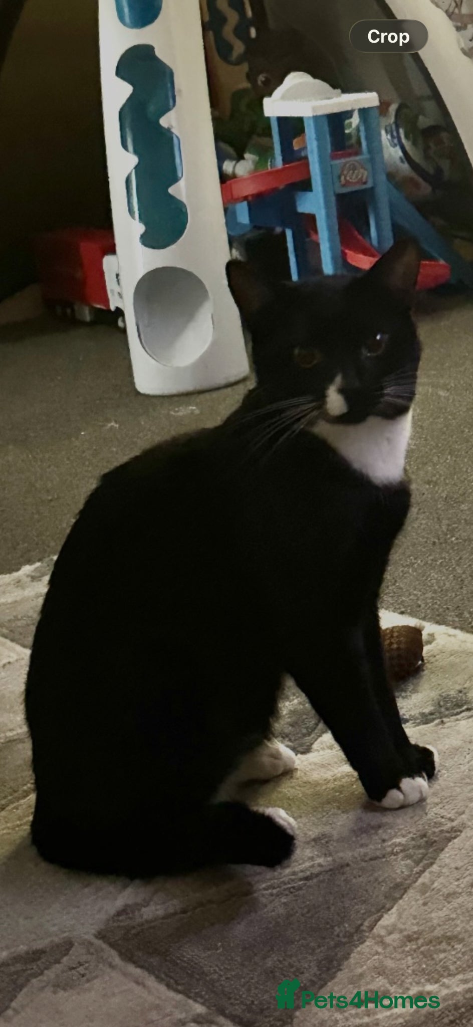 Domestic Shorthair cats for sale: Rehoming my 1 year old male  - Advert 5