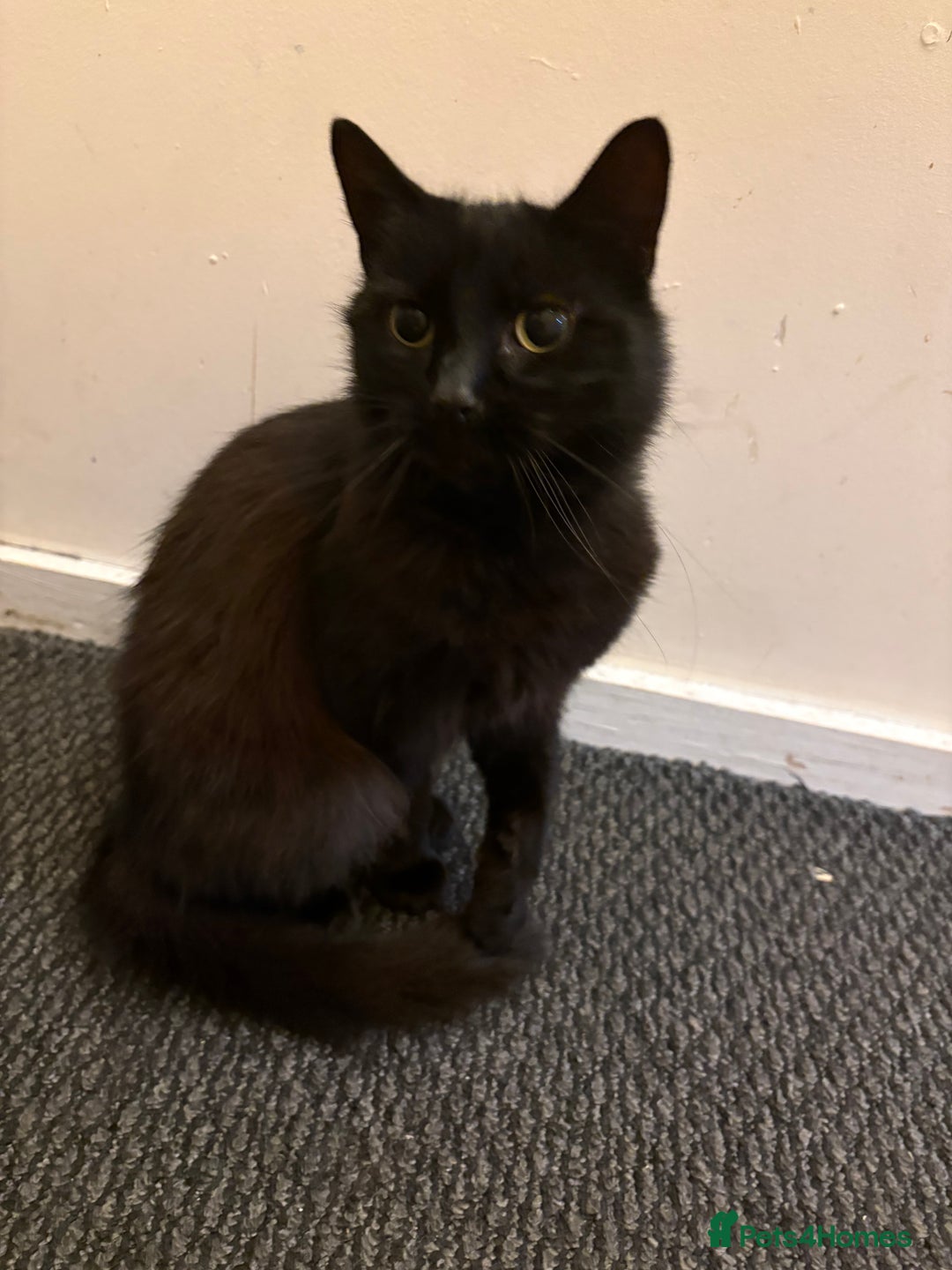 British Shorthair cats for sale: Tinkabell  - Advert 1