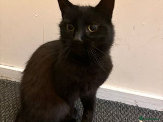 British Shorthair cats Tinkabell - Advert 1