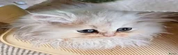 Persian cats for sale: 🍒Loving White Tipped babies - Advert 8