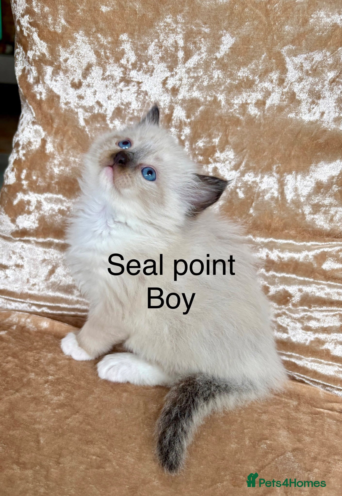 Ragdoll cats Beautiful ragdolls kittens - Advert 6