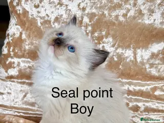 Ragdoll cats Beautiful ragdolls kittens - Advert 6