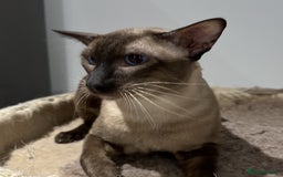 Siamese cats for sale: Handsome Seal Point Male - Active Register - Image 2