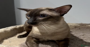 Siamese cats - Advert 1