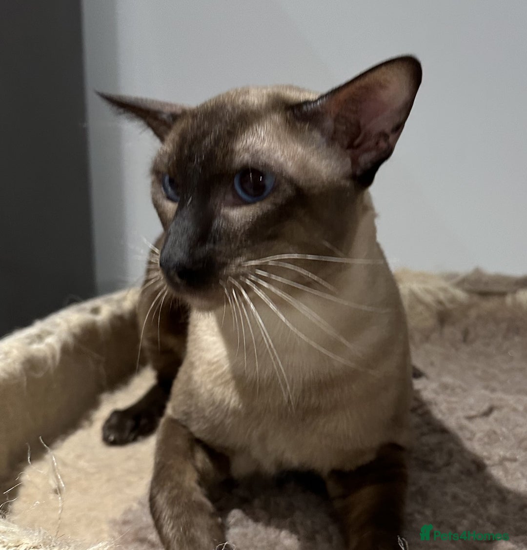 Siamese cats for sale: Handsome Seal Point Male - Active Register - Image 2