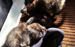British Shorthair cats for sale: 4 Beautiful Kittens - Image 6