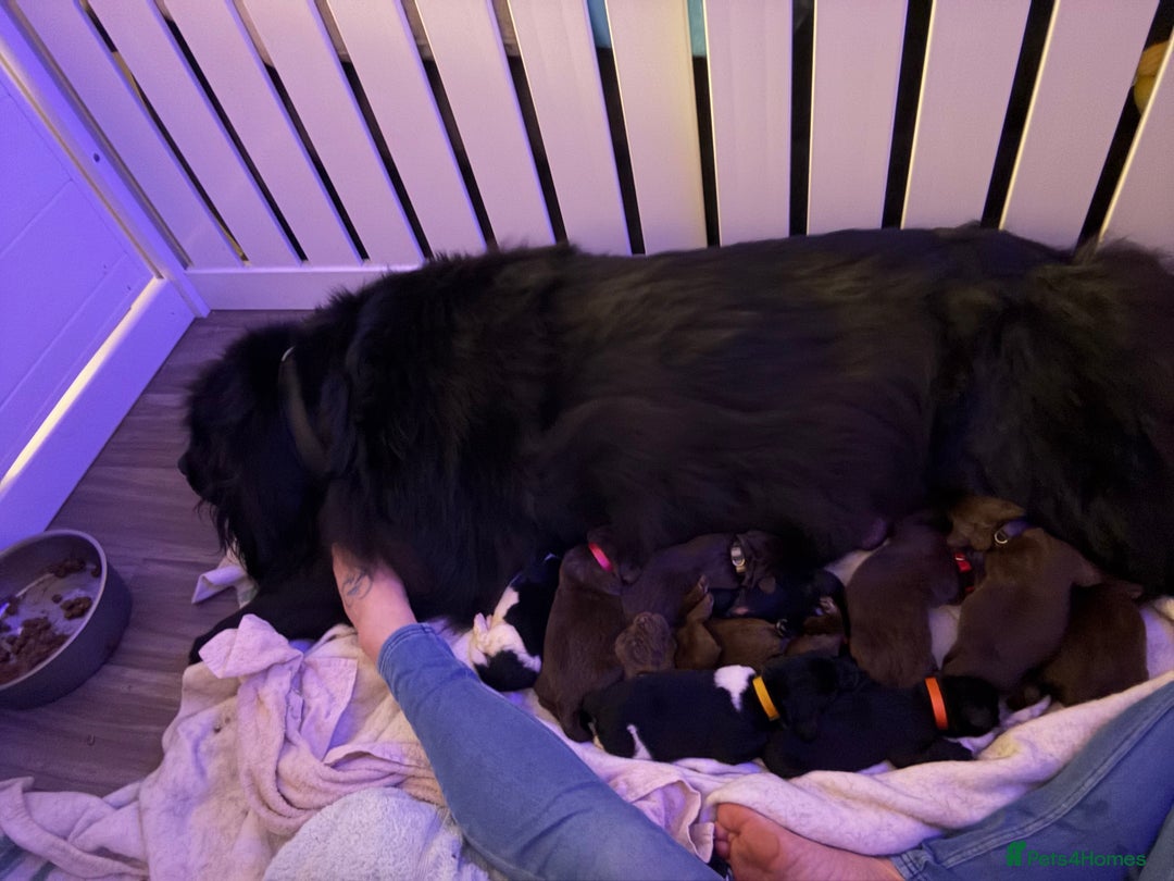 Newfoundland dogs for sale: KC registered Newfoundland Puppies. Health tested - Image 7