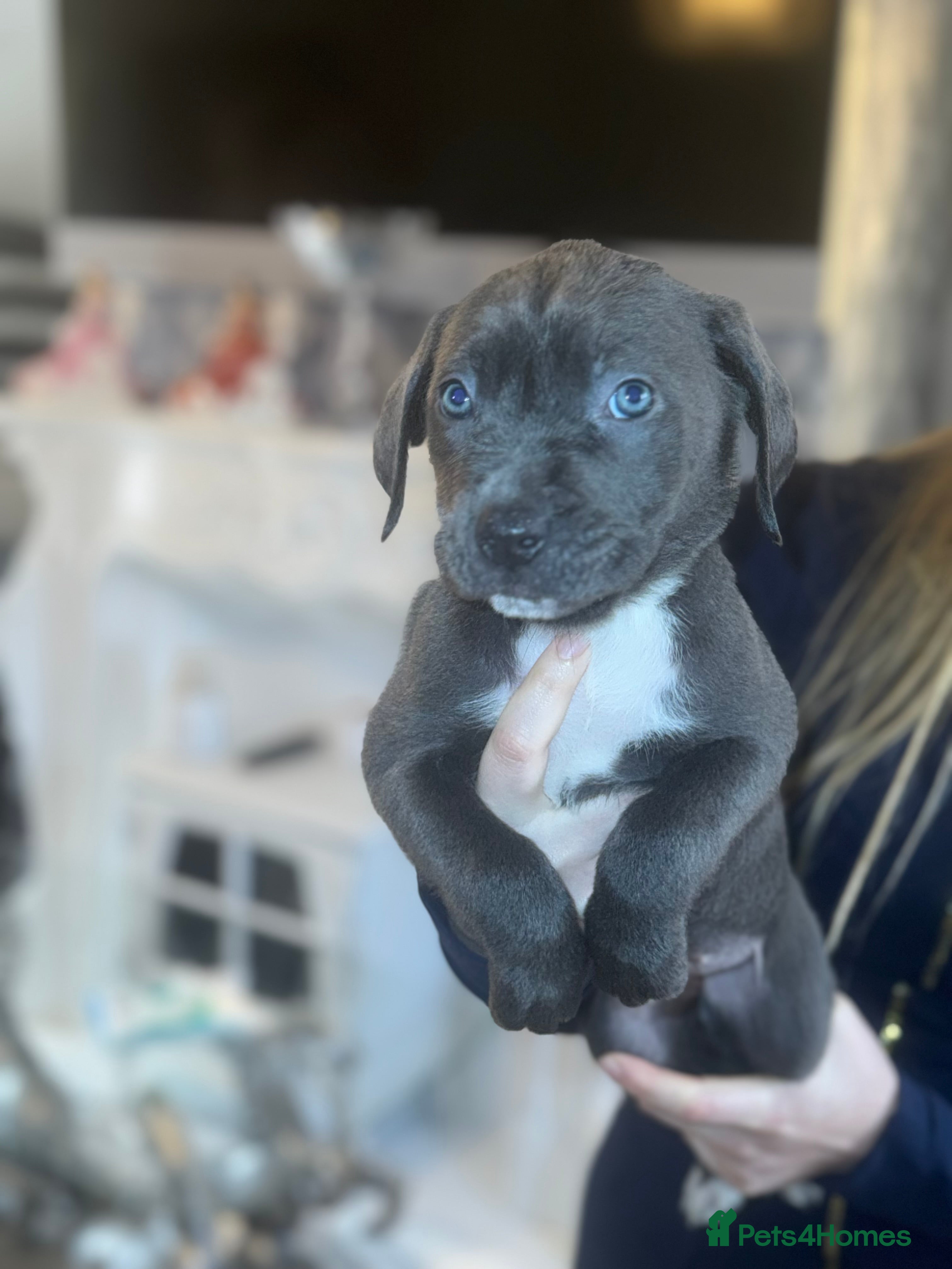 Cane Corso dogs Ready now  4 remaining cane corso pups 🐶  - Advert 2