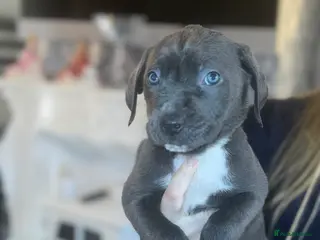 Cane Corso dogs Ready now 4 remaining cane corso pups 🐶 - Advert 2