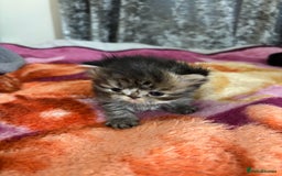 Persian cats for sale: 3 persian chinchillas 1 male 2 females - Image 6