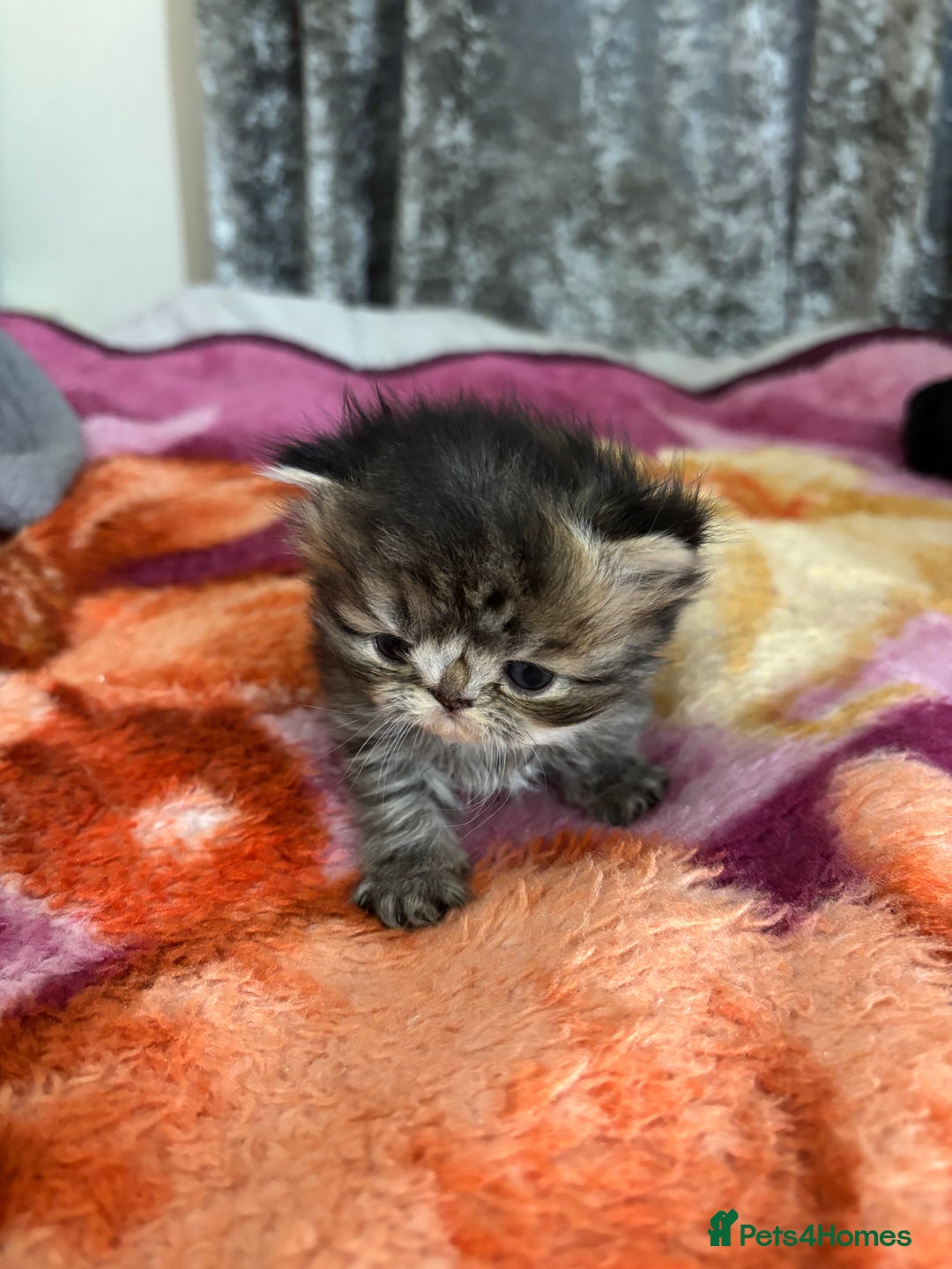 Persian cats for sale: 3 persian chinchillas 1 male 2 females - Image 6