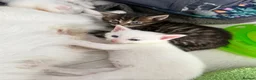 Turkish Angora cats for sale: Cute Turkish Angora x British Shorthair Kitten - Advert 9
