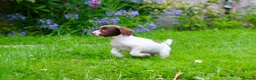 English Springer Spaniel dogs for sale: Working Line Liver And White Springer Spaniels - Advert 15