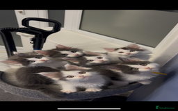 Maine Coon cats for sale: LAST GORGEOUS GIRL - Image 10