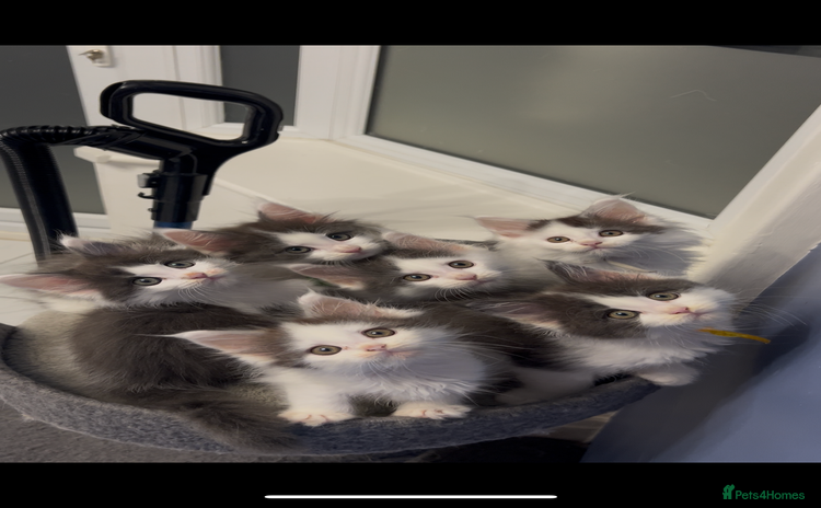 Maine Coon cats - Advert 1